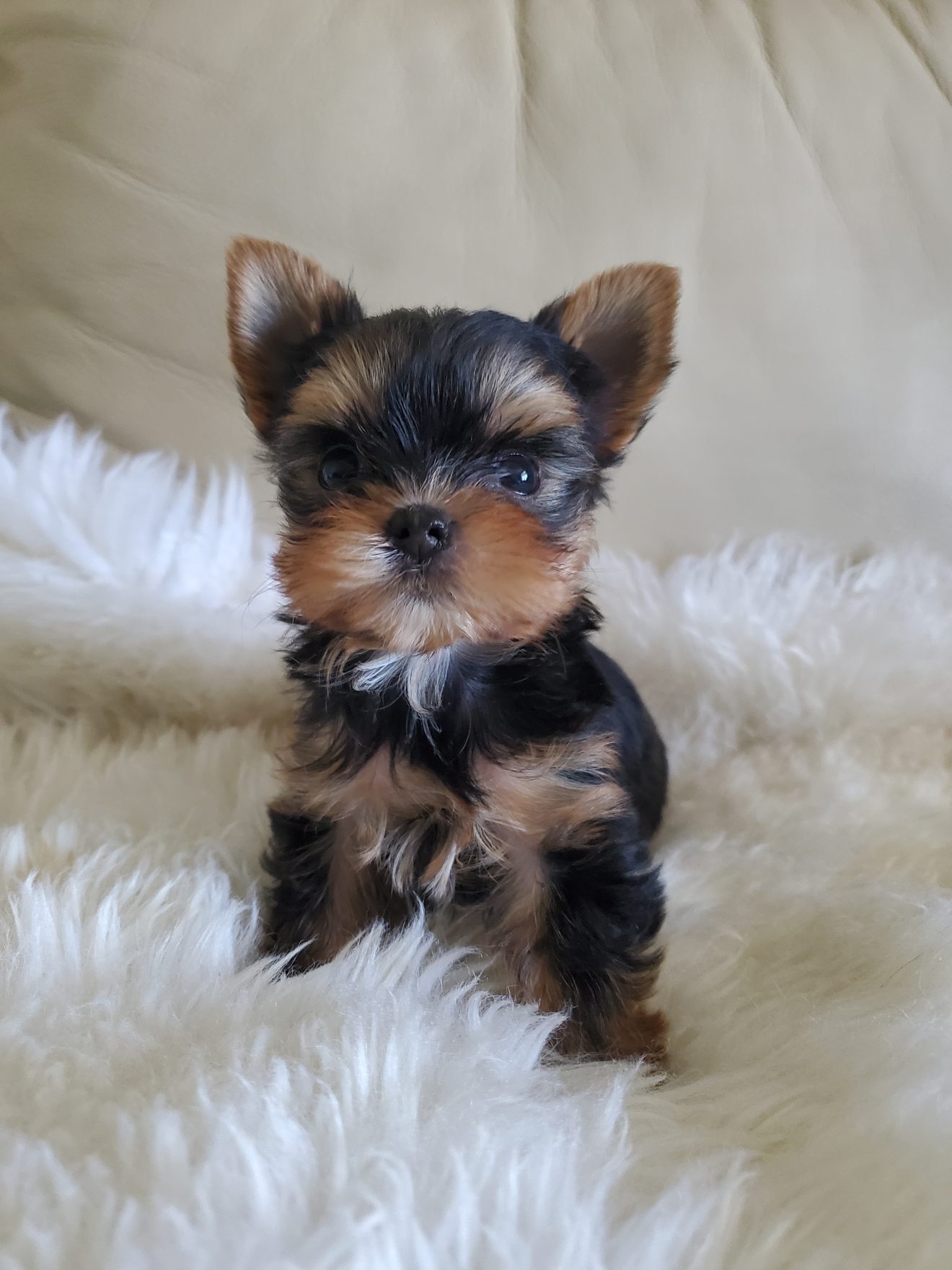 Puppies Yorkie - Joyful Traditional Yorkies