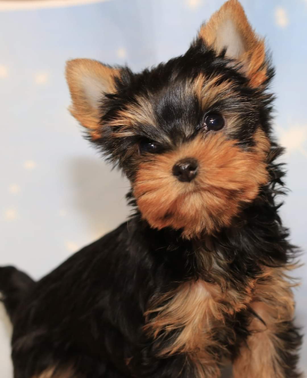 Puppies Yorkie - Joyful Traditional Yorkies