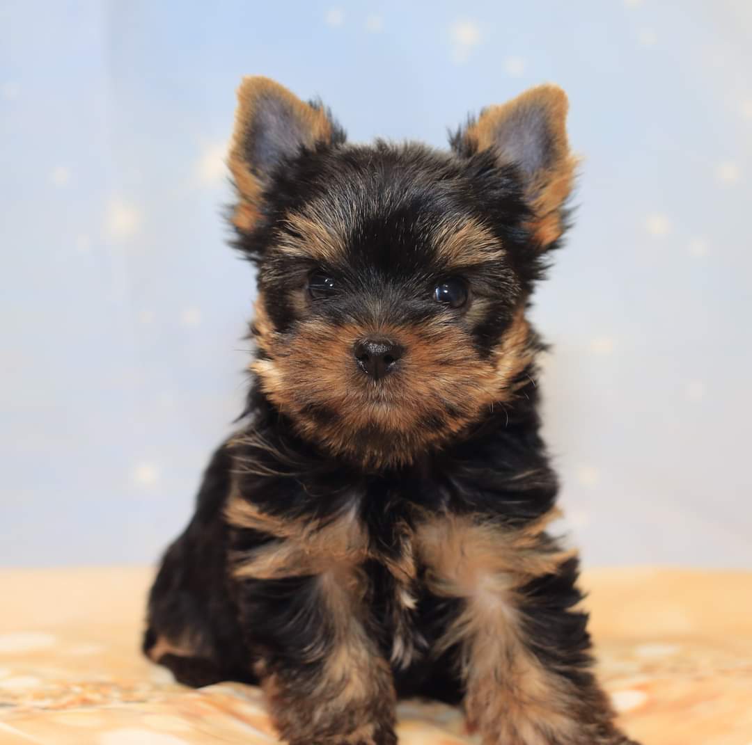 Puppies Yorkie - Joyful Traditional Yorkies