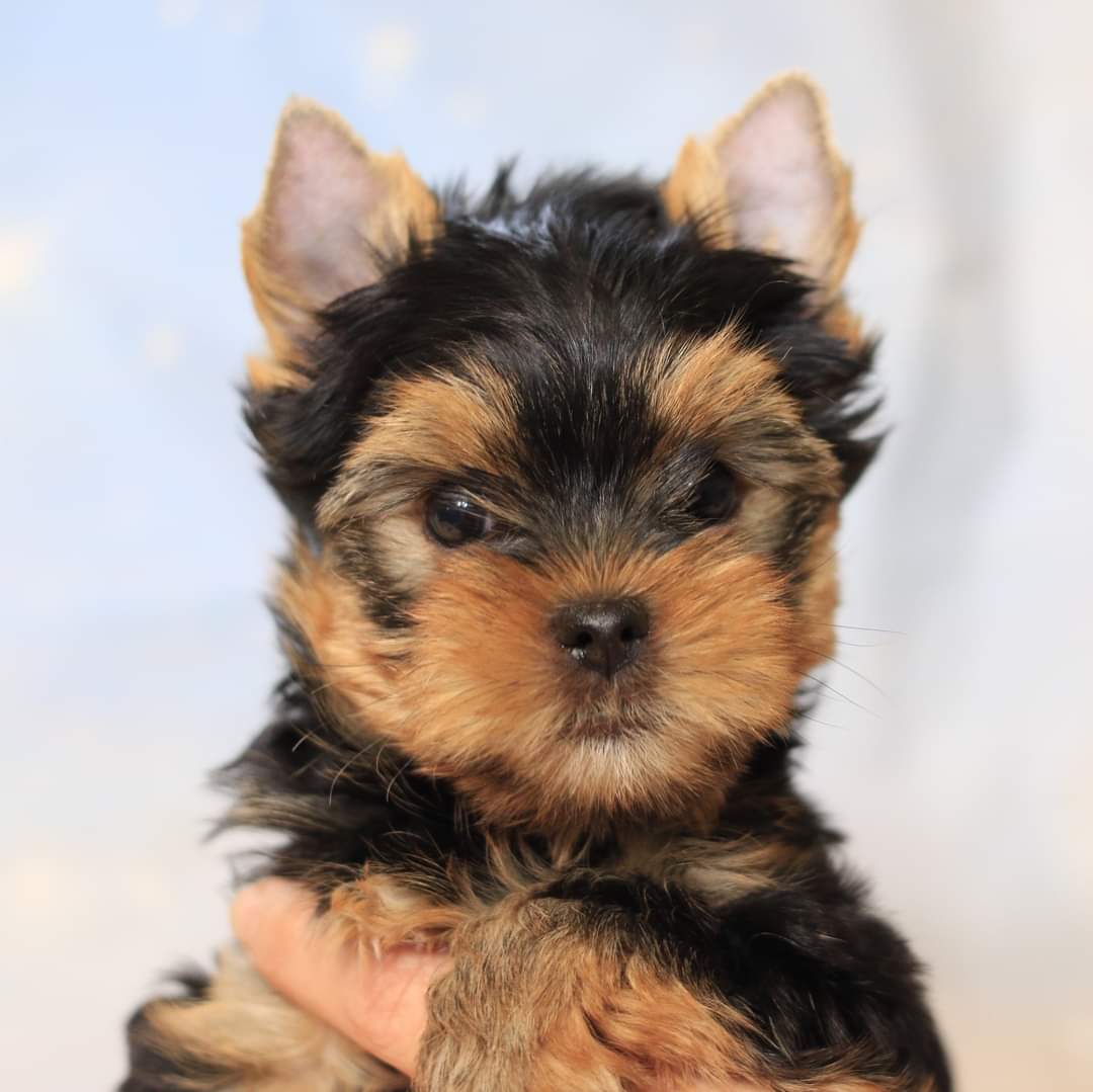 Puppies Yorkie - Joyful Traditional Yorkies