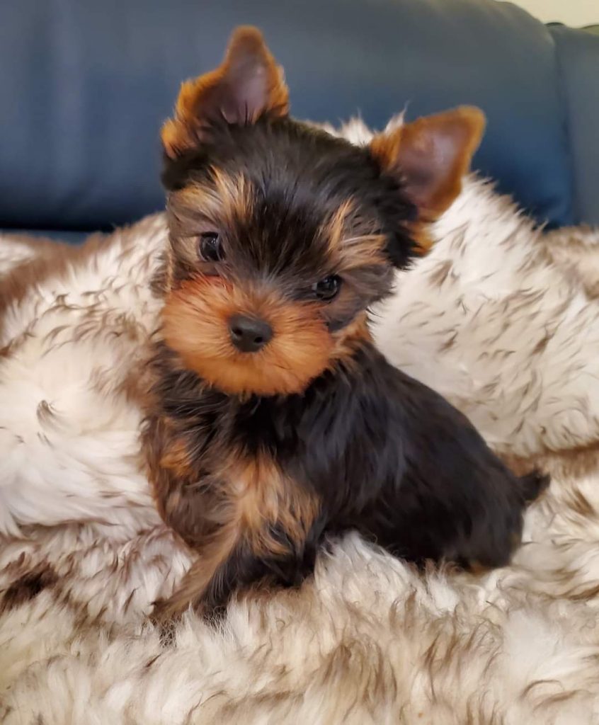 Joyful Yorkies Puppies for Sale / Joyful Traditional Yorkies