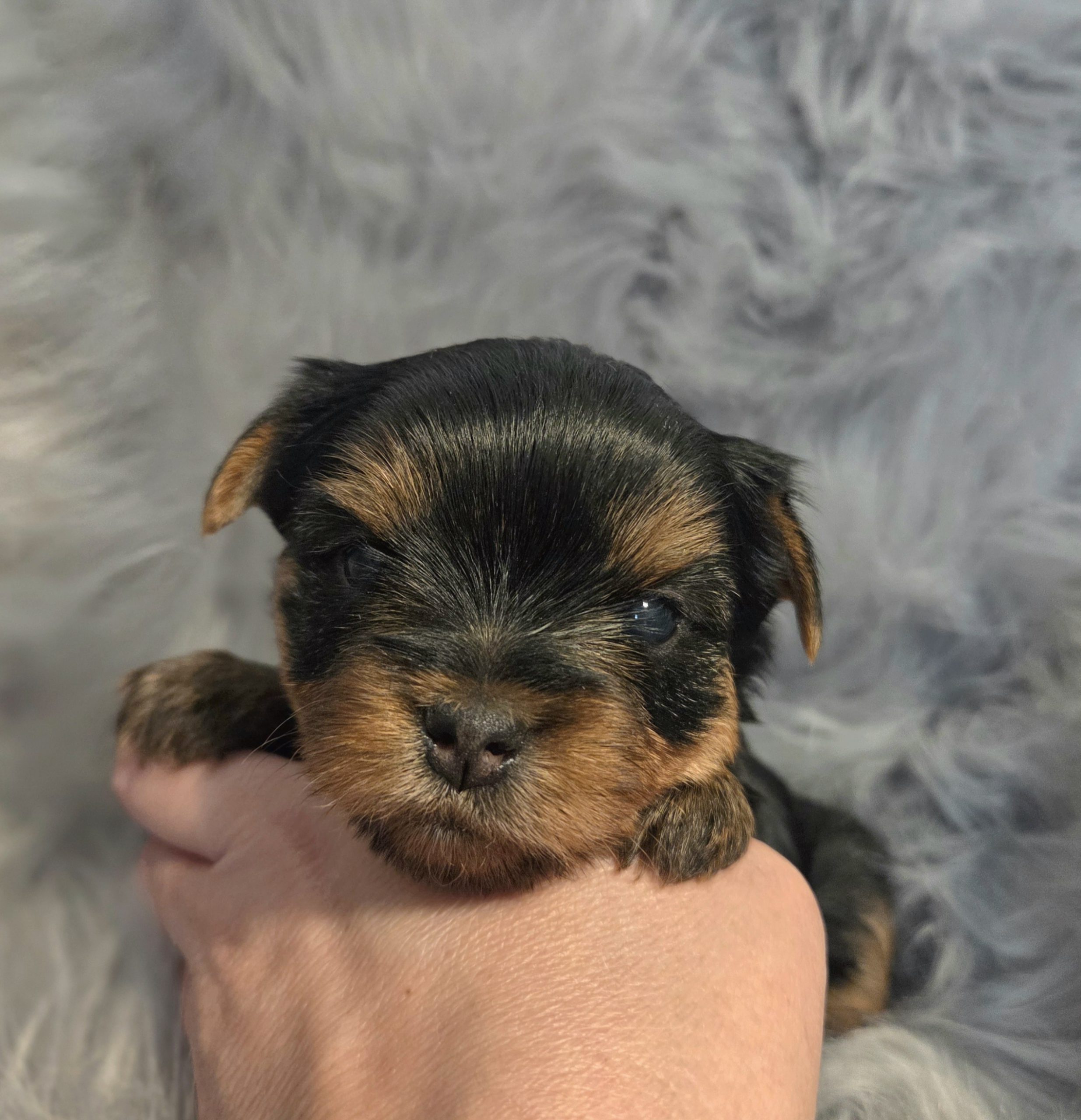 Enzo