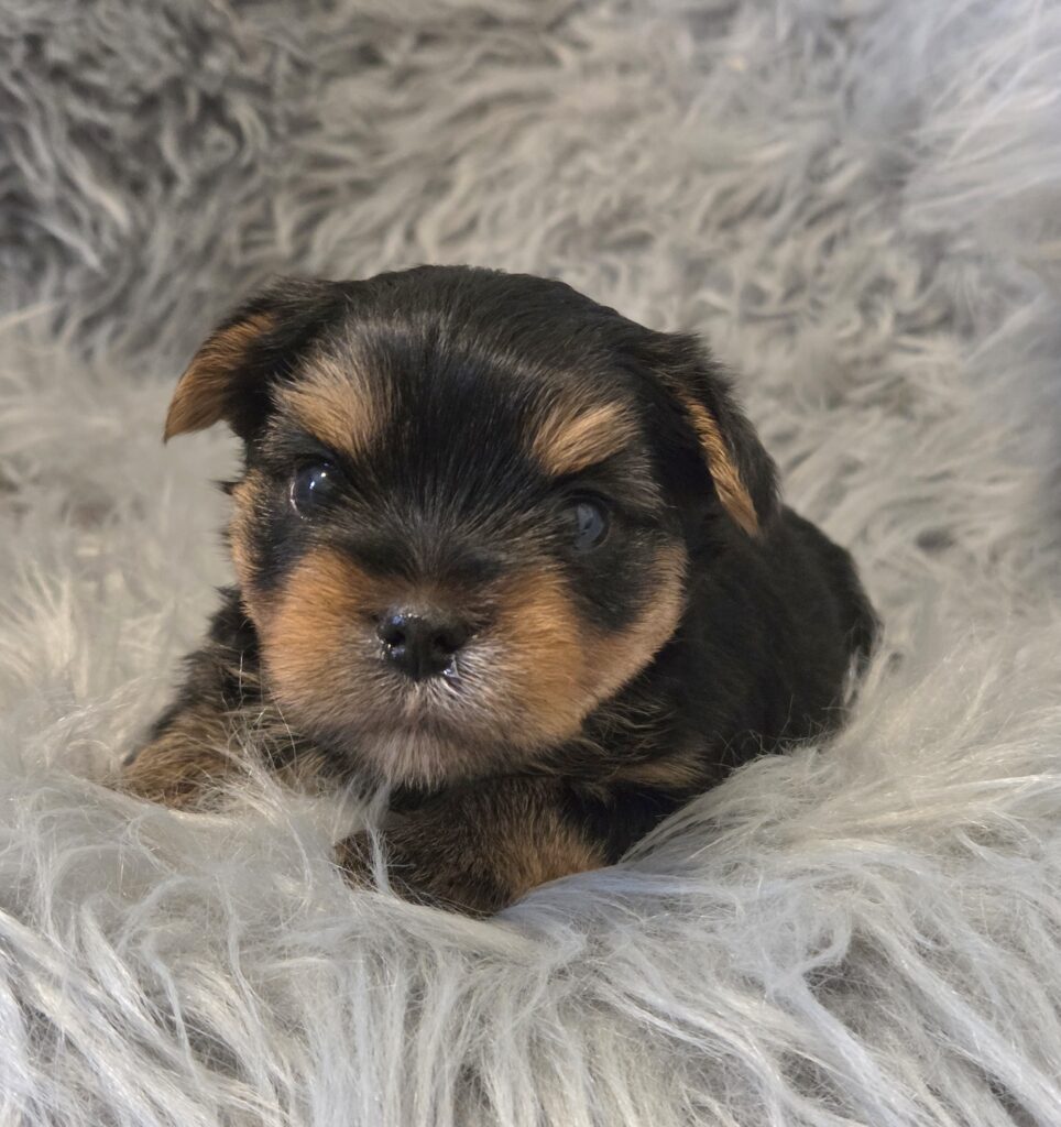 yorkie puppies for sale