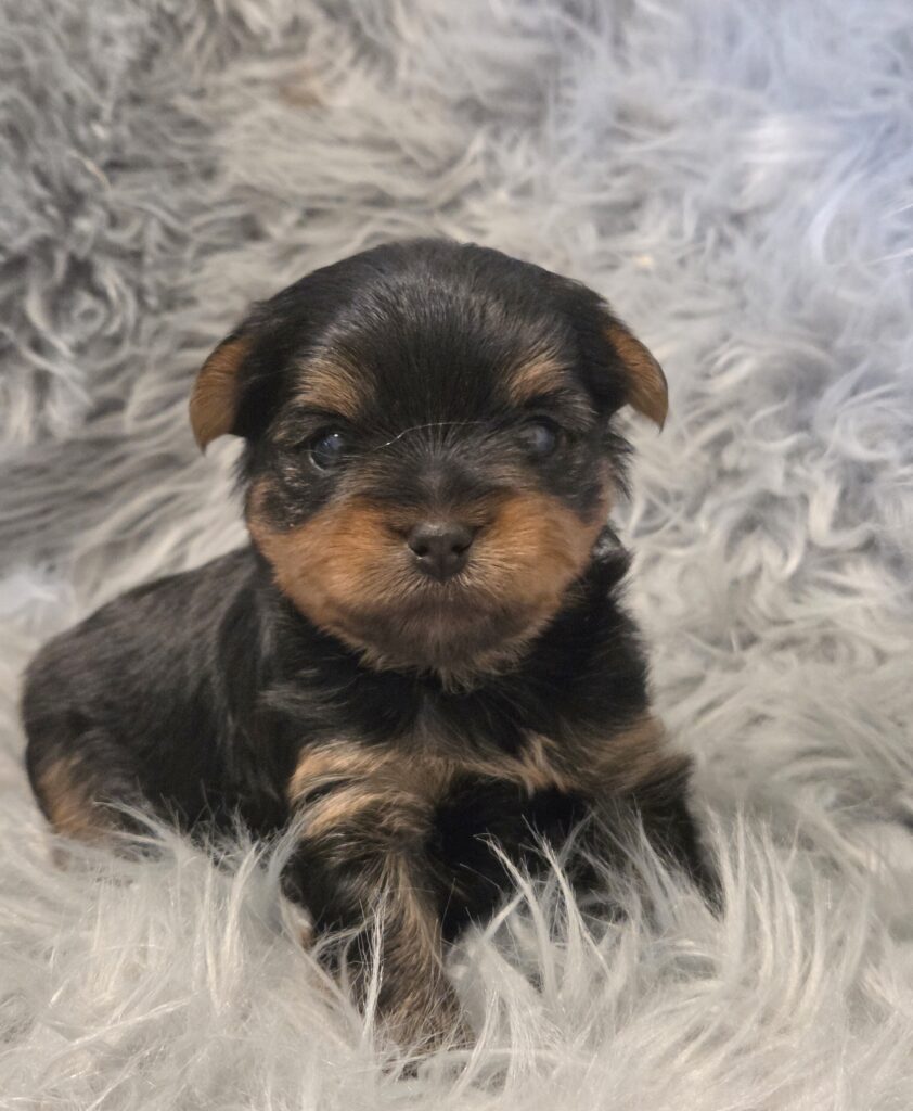 yorkie puppies for sale