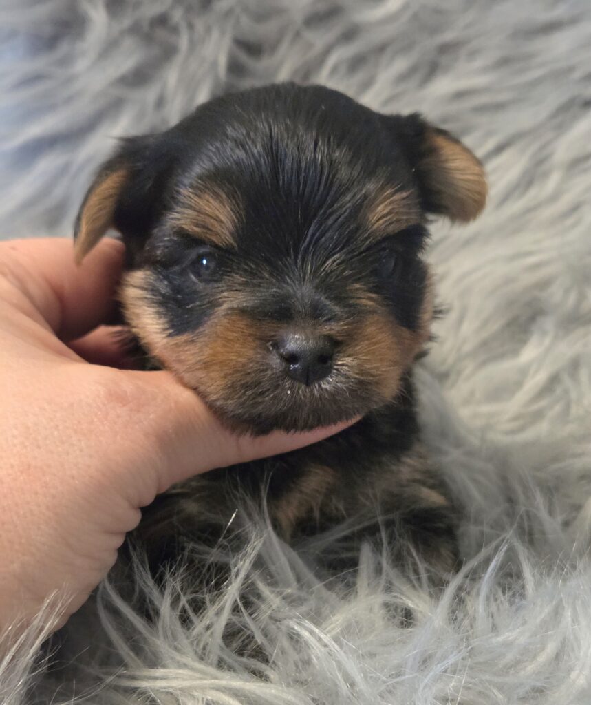 yorkie puppies for sale