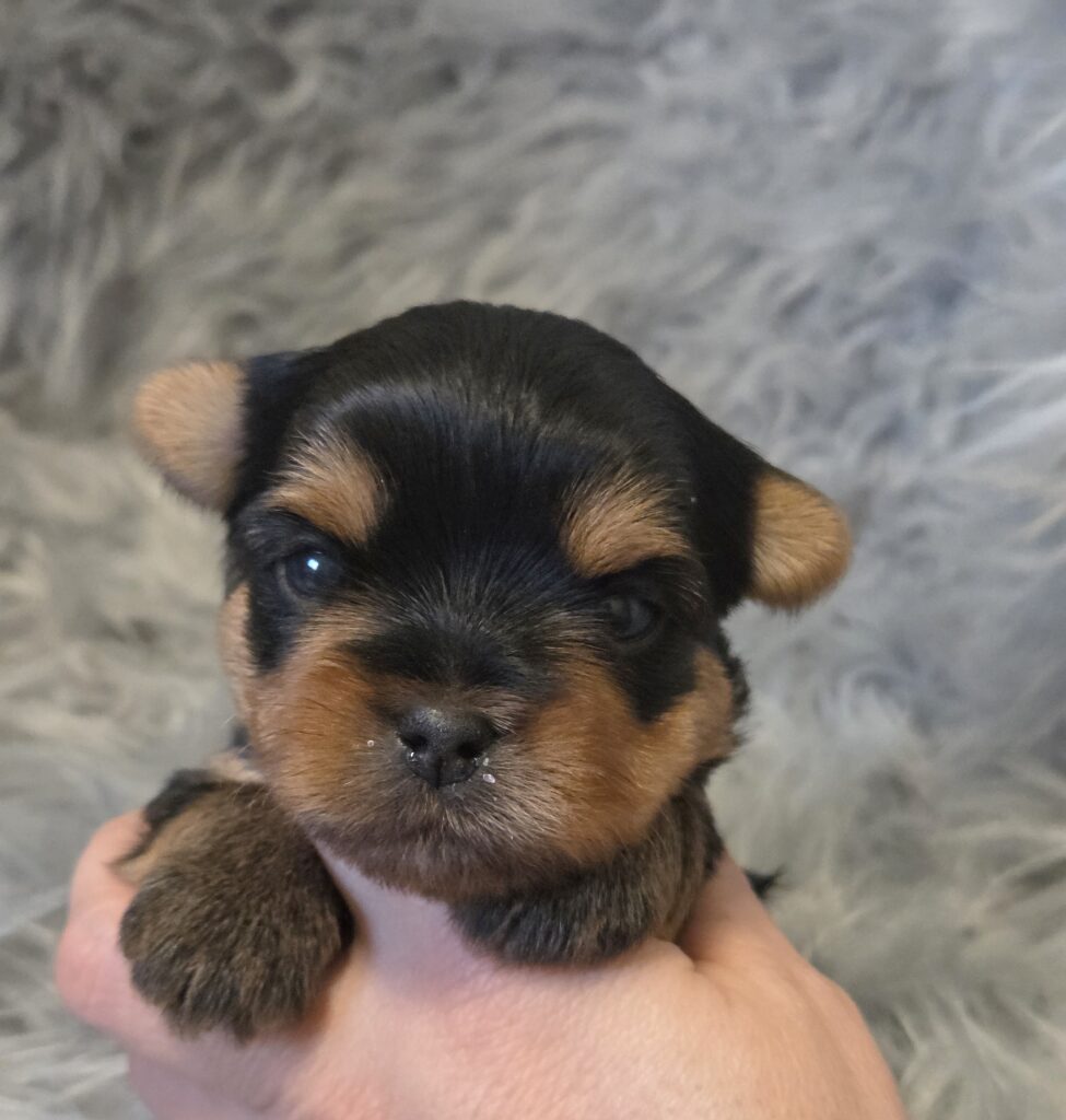 yorkie puppies for sale