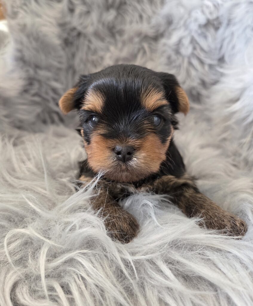 yorkie puppies for sale