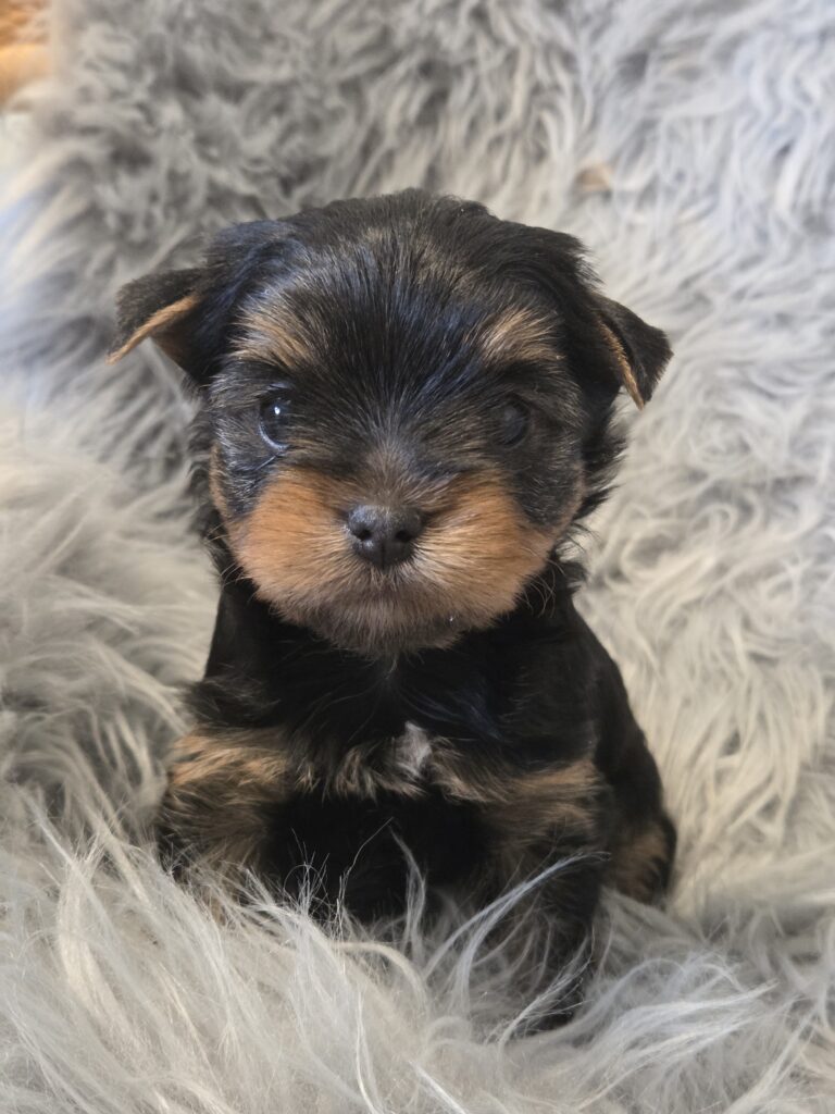 yorkie puppies for sale