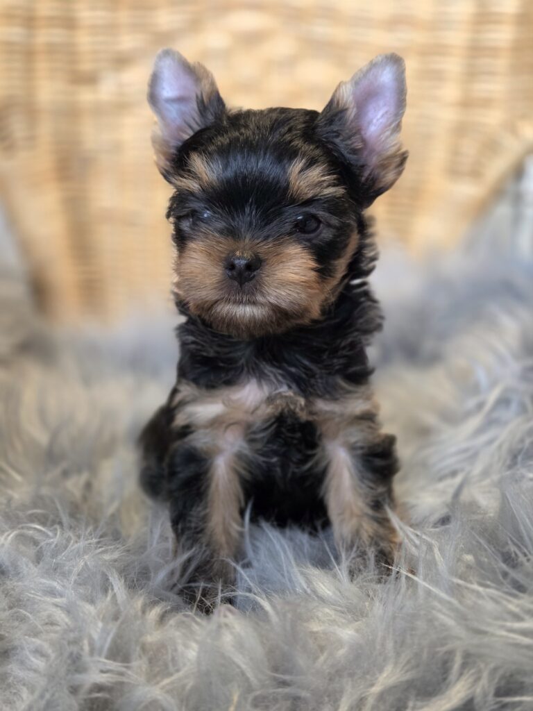yorkie puppies for sale