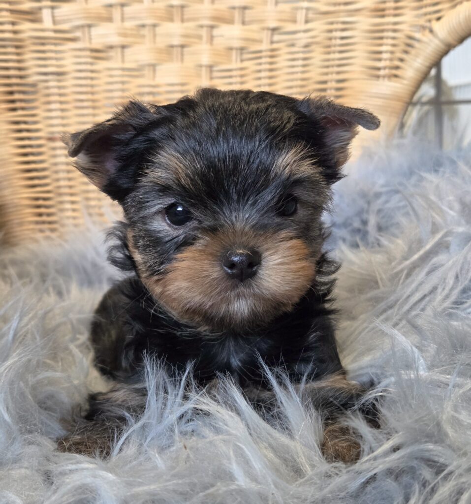 yorkie puppies for sale
