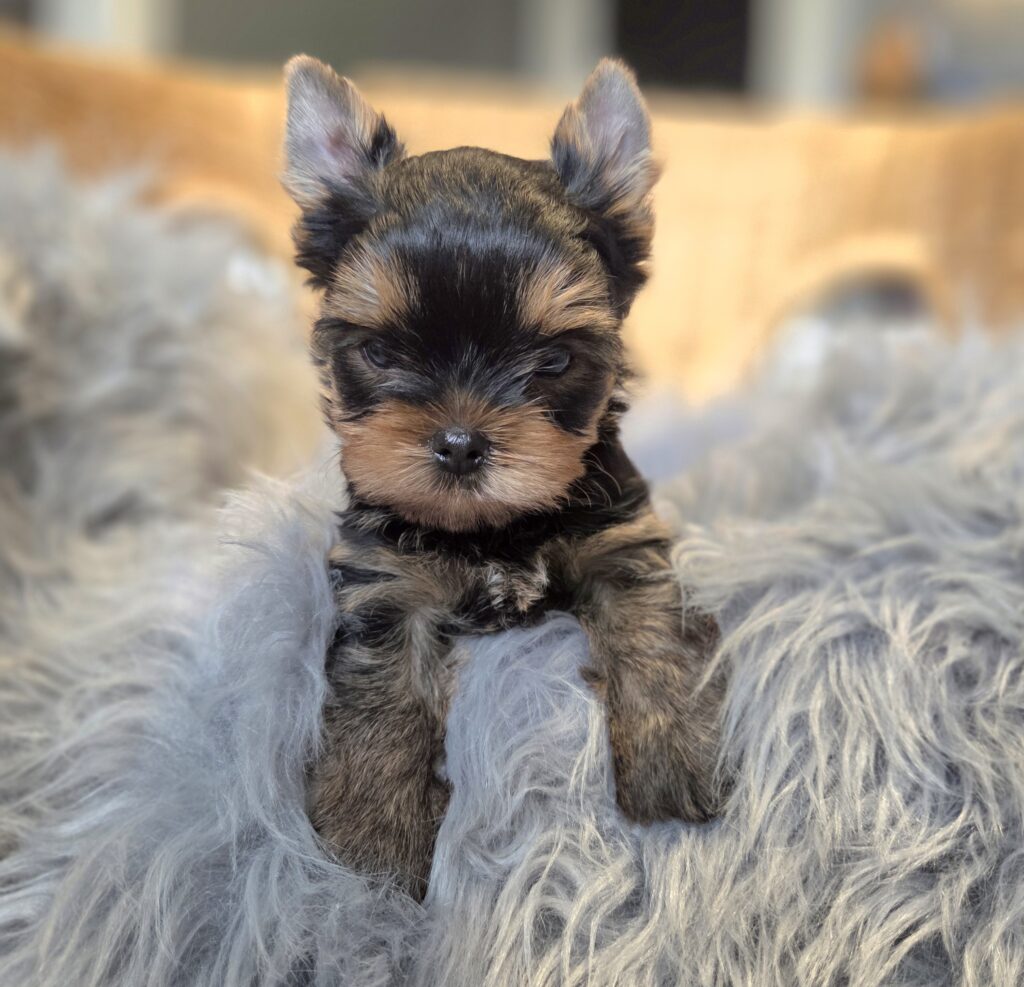 yorkie puppies for sale