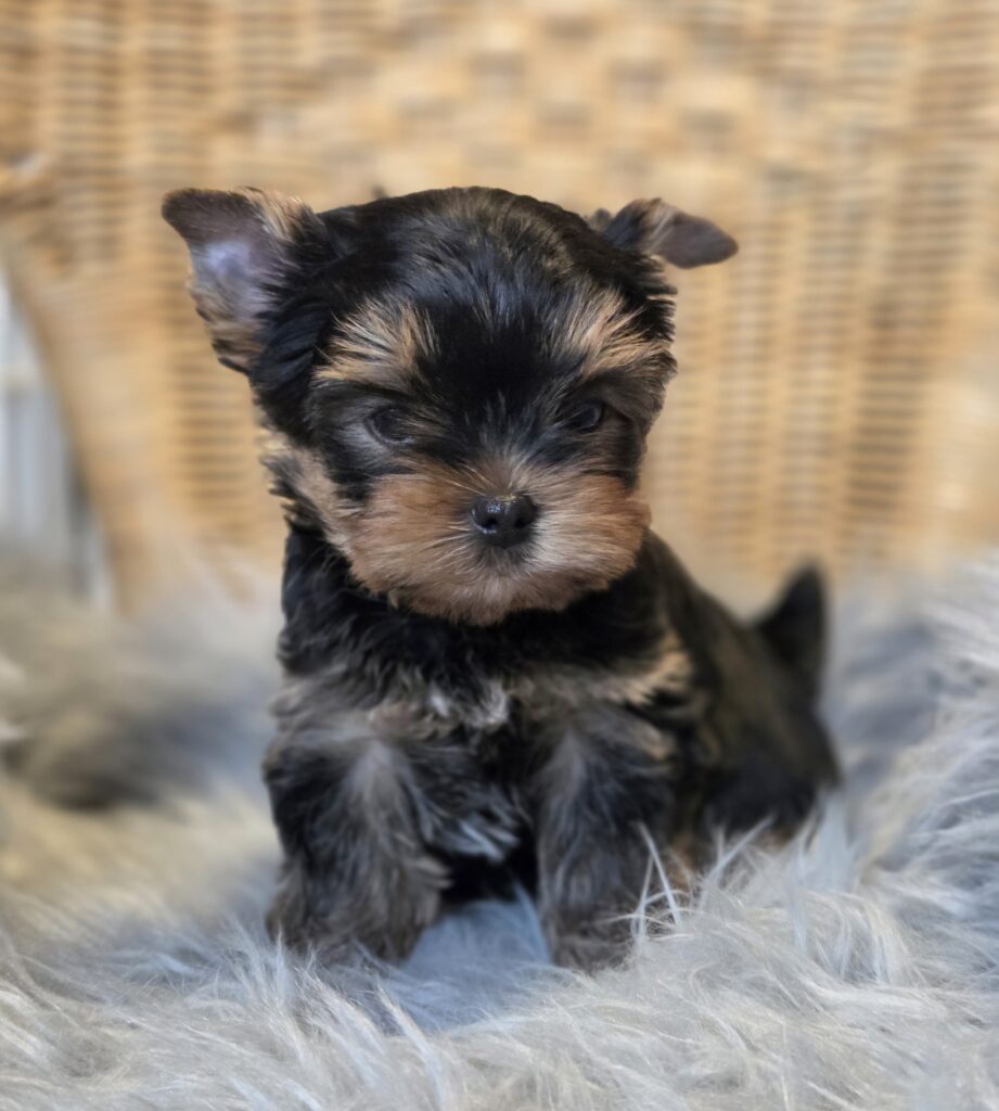 yorkie puppies for sale in WA