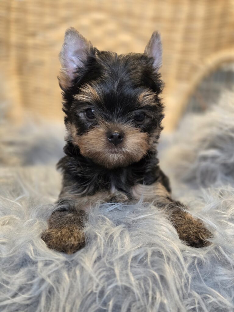 yorkie puppies for sale in WA