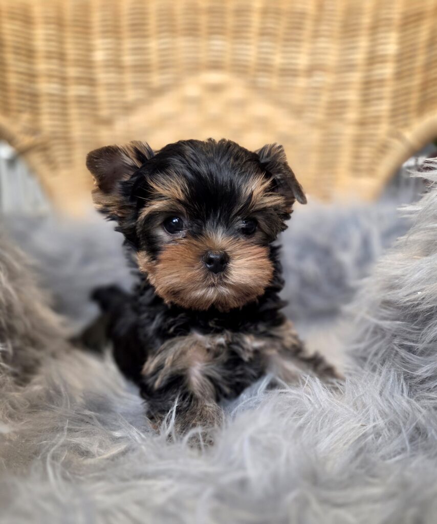 yorkie puppies for sale in WA