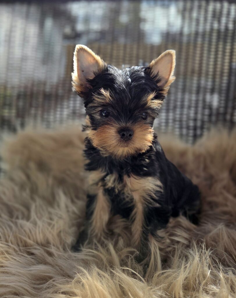 yorkie puppies for sale in WA