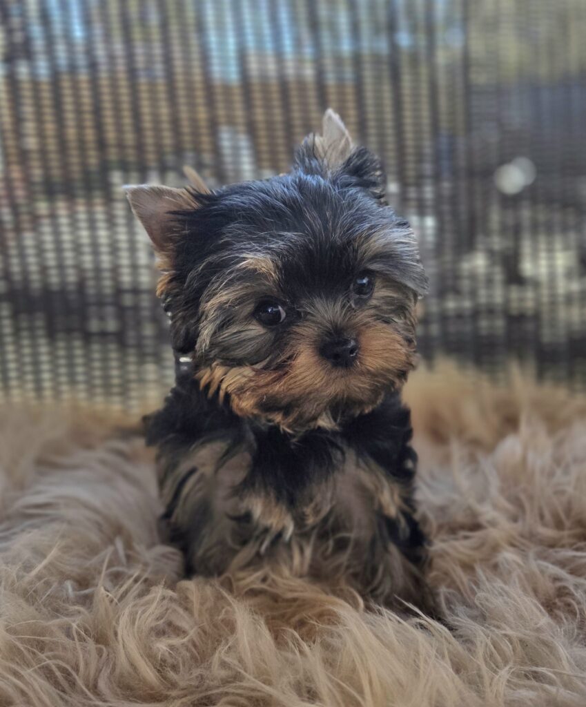 yorkie puppy for sale in WA