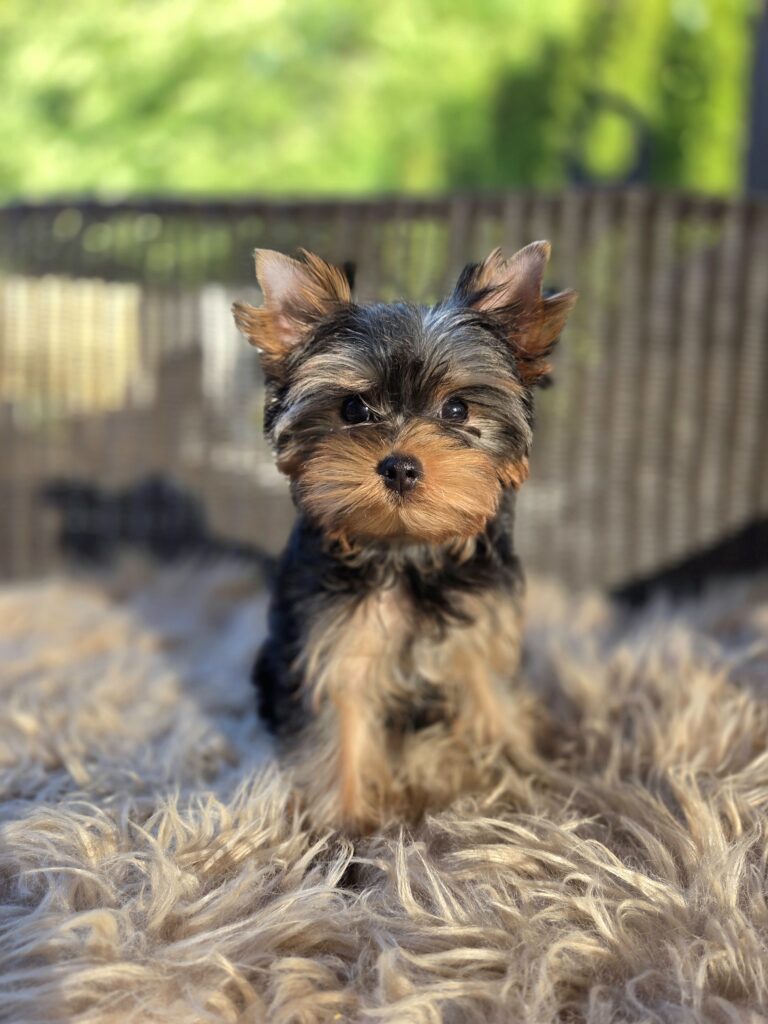 Yorkie puppies for sale in WA