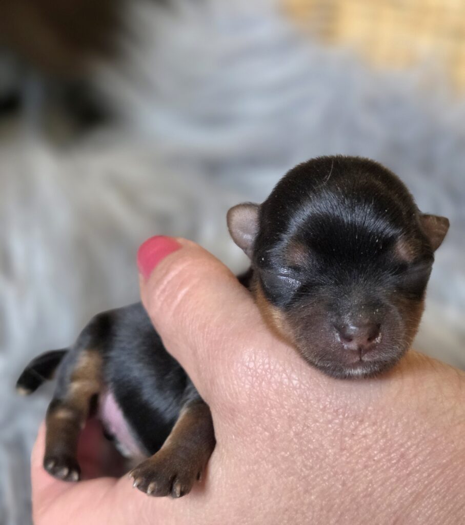 yorkie puppies for sale in WA