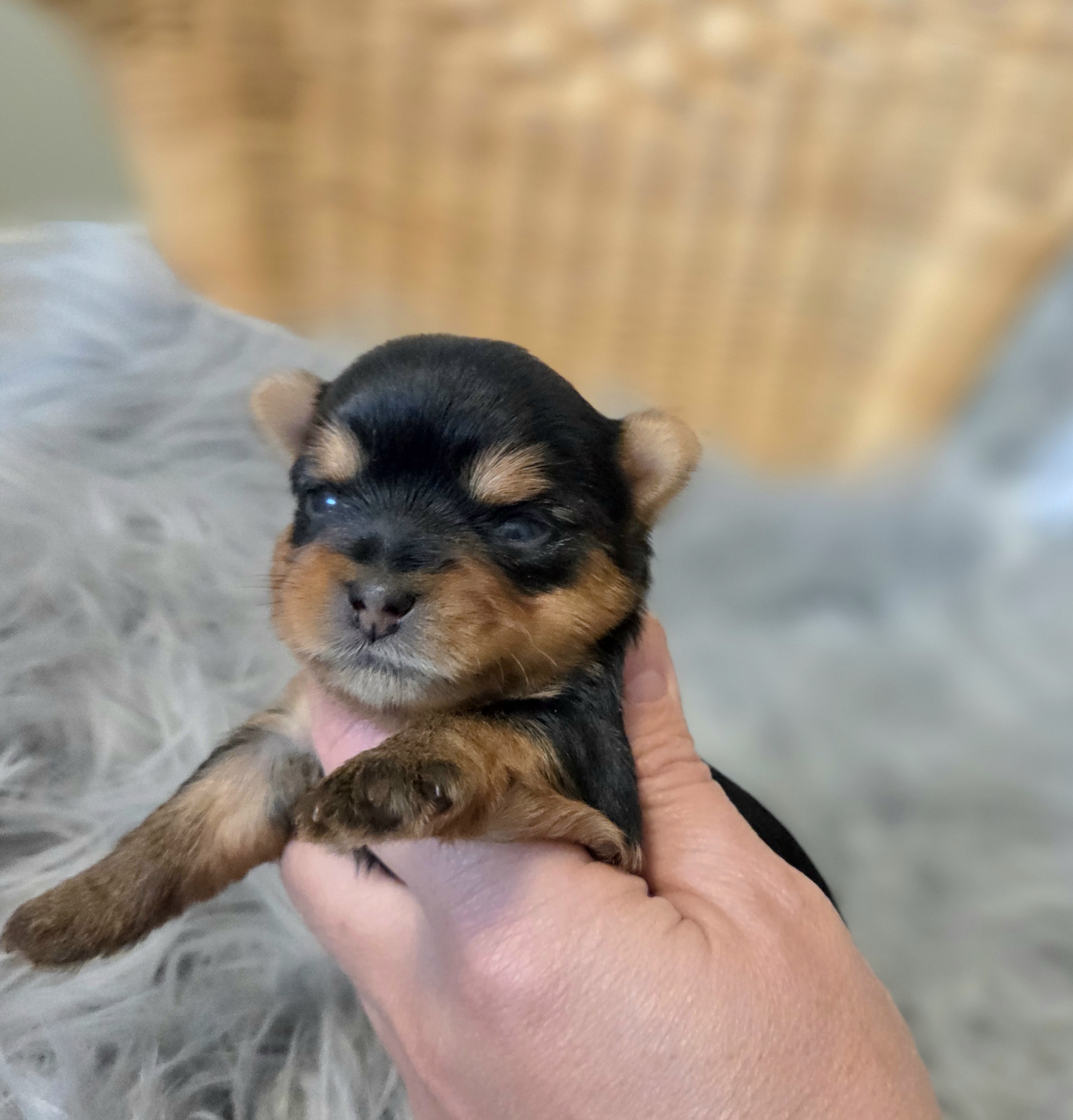 Molly