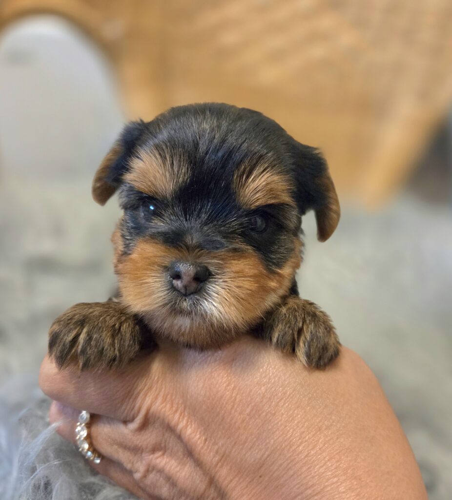 Yorkie puppies for sale in WA
