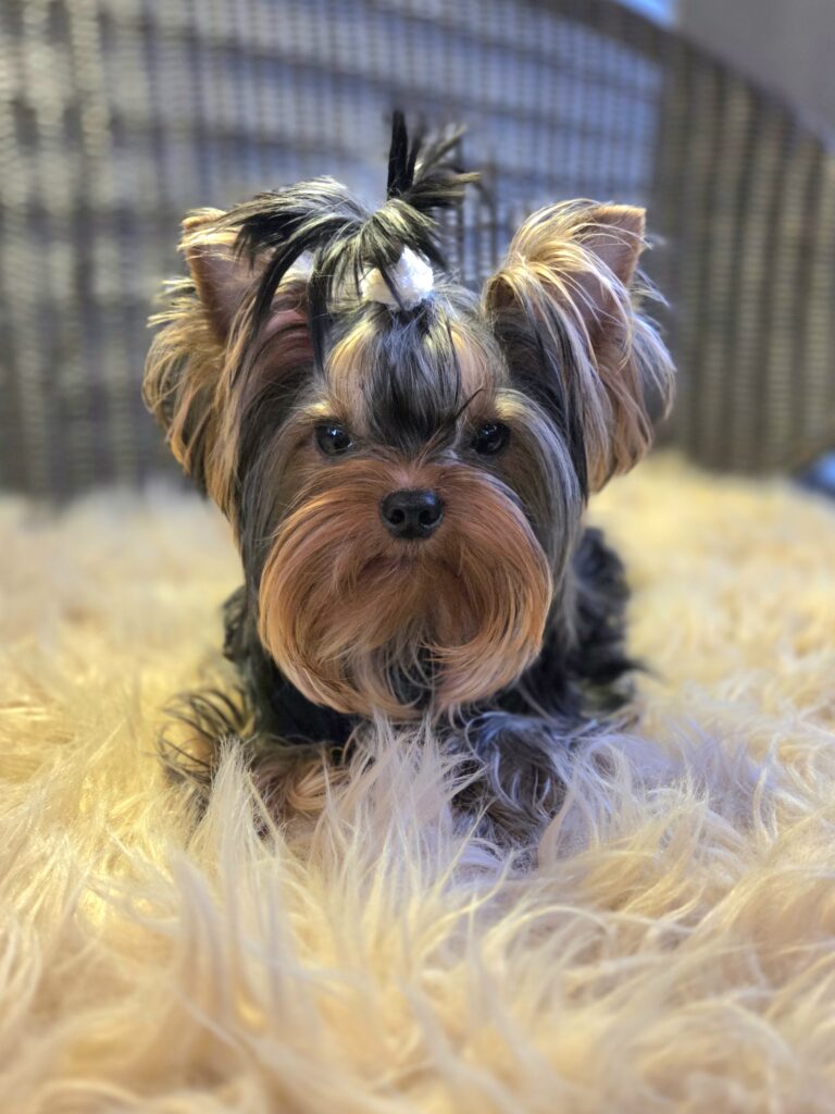 Yorkie puppies for sale in Washington state