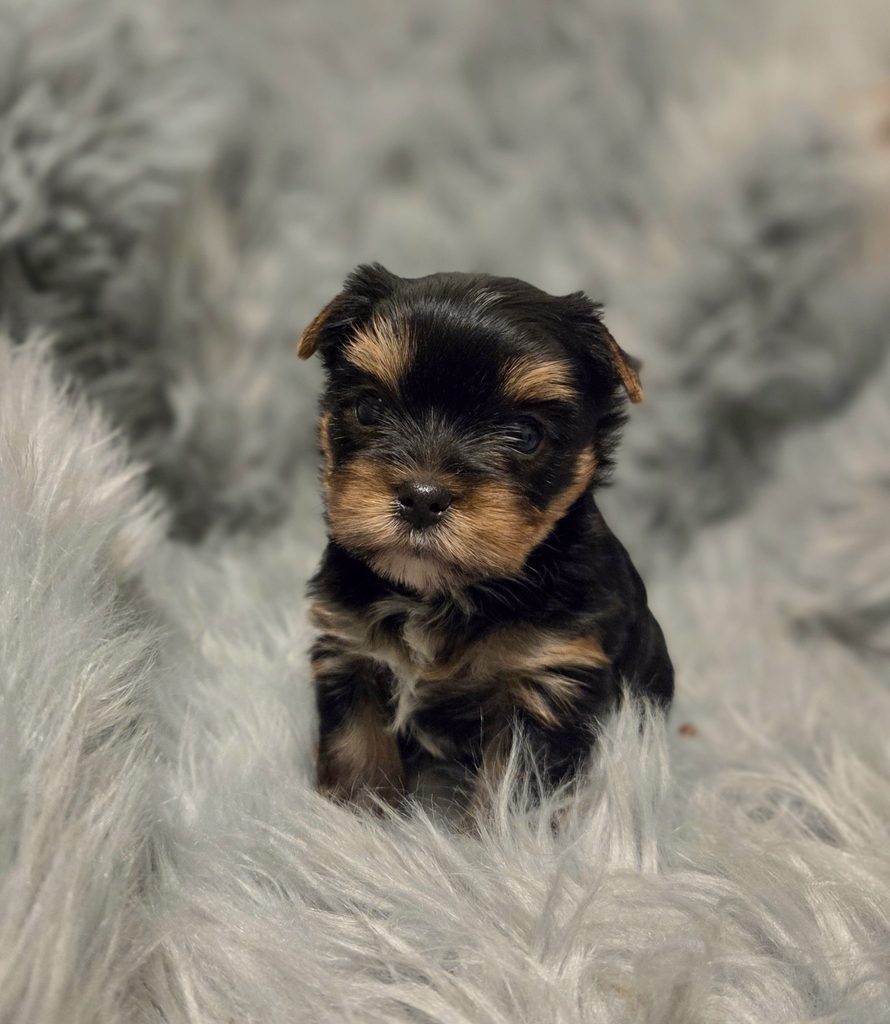 Yorkie puppies for sale in WA state