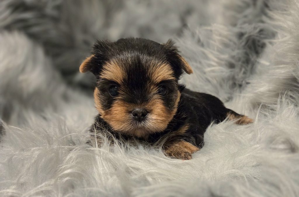 Yorkie puppies for sale in WA state