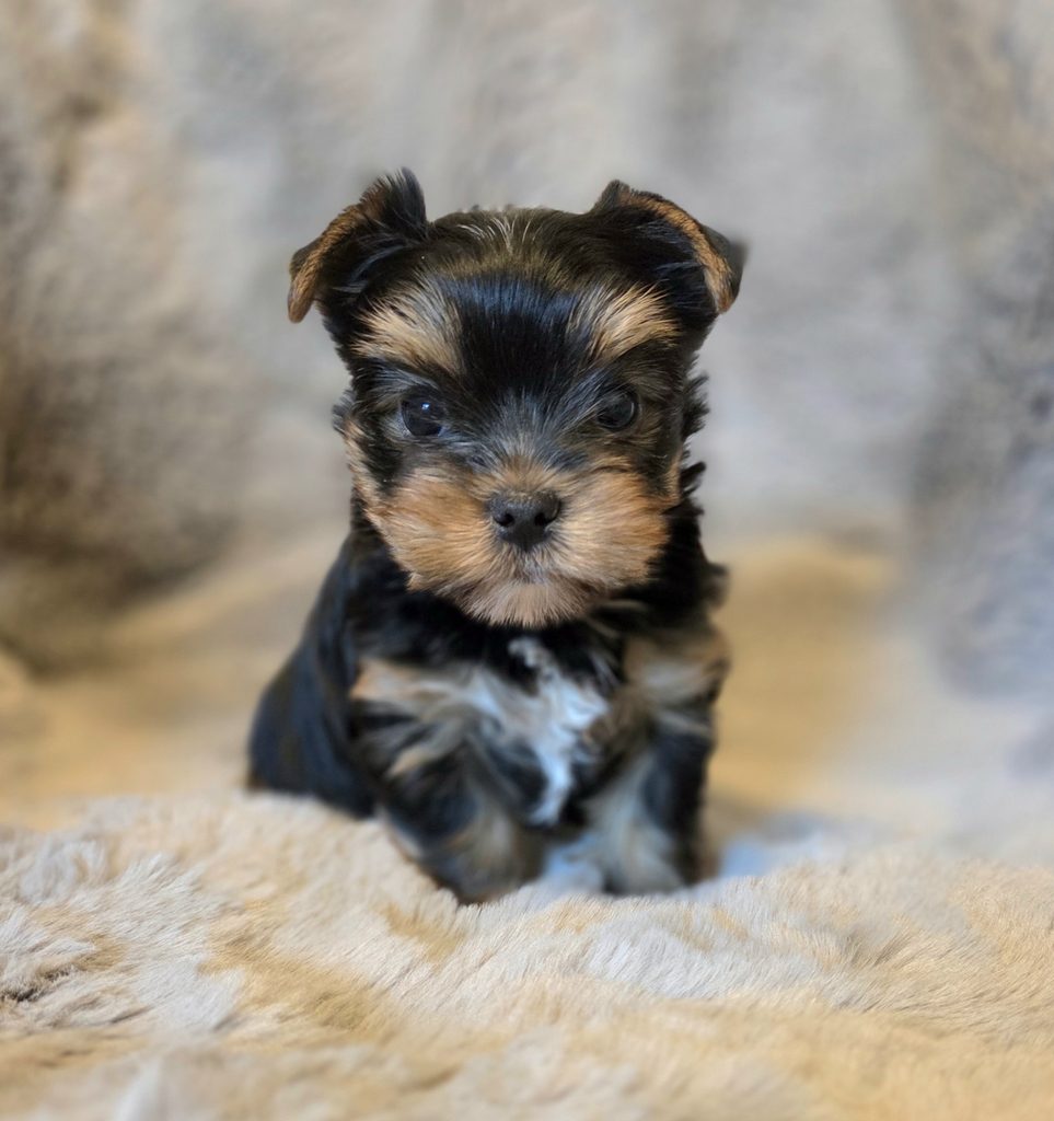 Yorkie puppies for sale in WA state